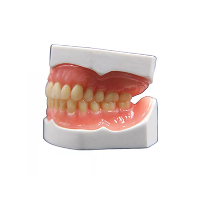 Крона реалистического Zirconia формы зубоврачебная изготовляя модель Denture 3D